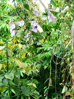 Denver Botanic Garden (Dee)